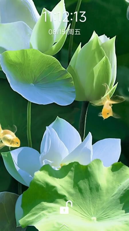 荷花锦鲤壁纸最新版