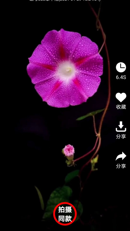 左拍 v5.3.2 安卓版