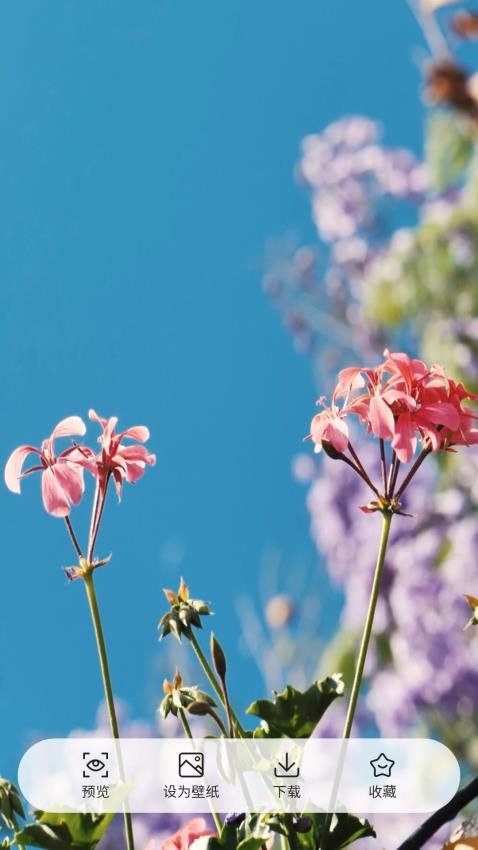 桌面每日壁纸官方版